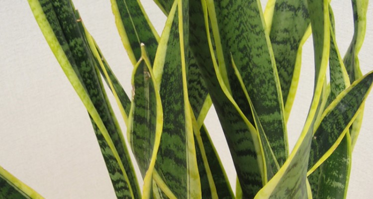 sanseveria