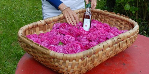 sciroppo di rose