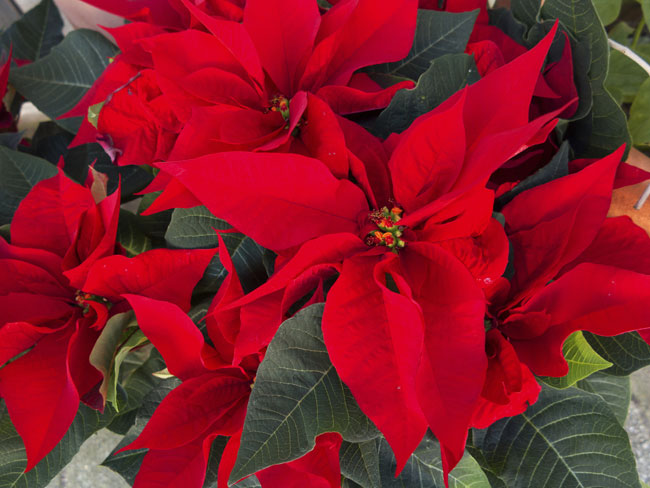 Come Tenere La Stella Di Natale.Stella Di Natale Euphorbia Pulcherrima Fai Da Te In Giardino