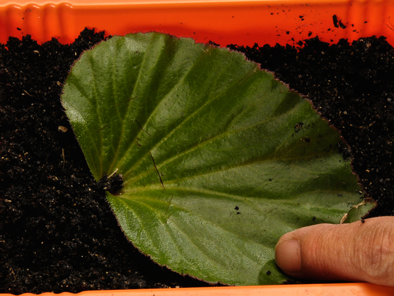 Talea fogliare di begonia