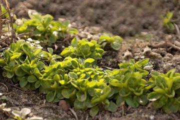 valerianella