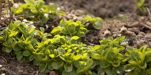 valerianella