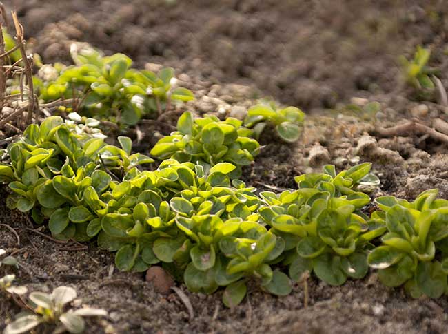 valerianella