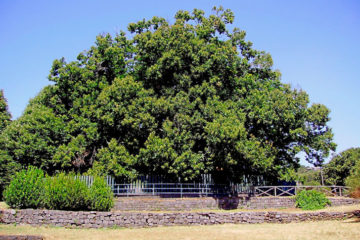 castagno-albero