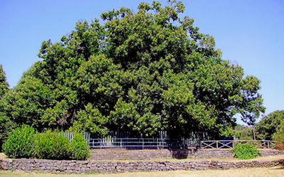 castagno-albero