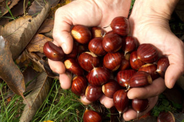 castagne