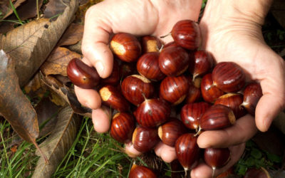 castagne