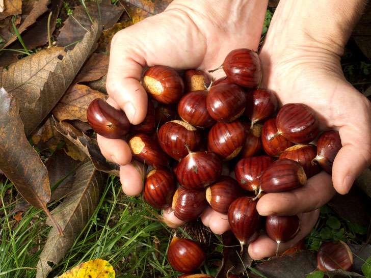 castagne