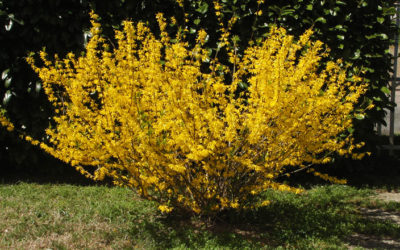 forsythia