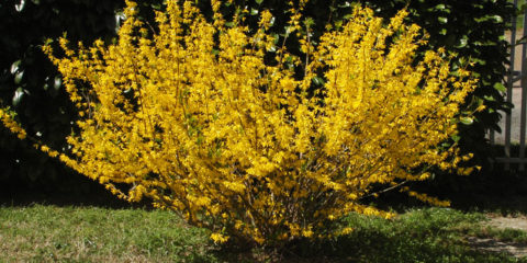 forsythia