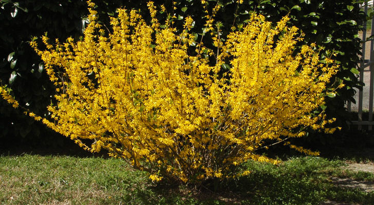 forsythia