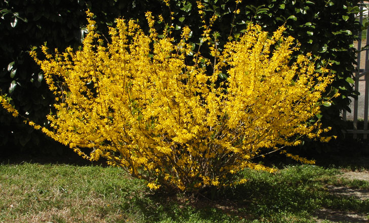 forsythia