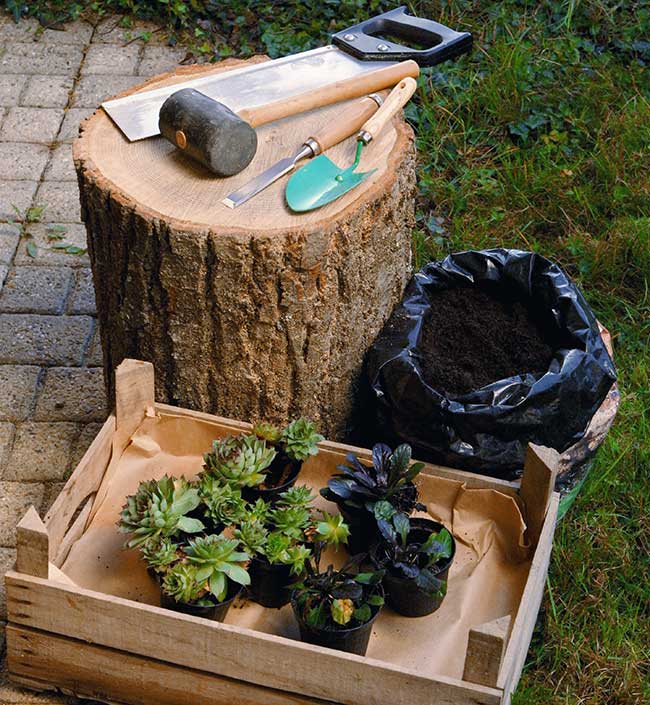 Come costruire un vaso in legno per piante grasse - Giardinaggio, fiori,  animali e centinaia di articoli passo passo!