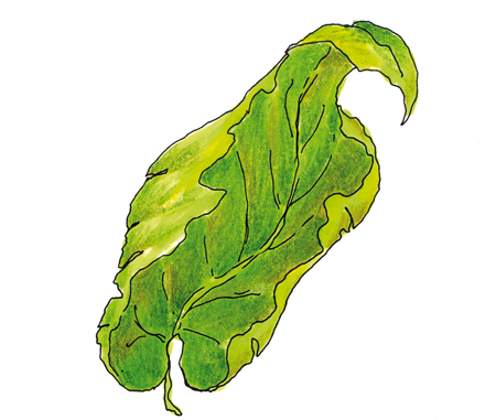 foglie-accartocciate