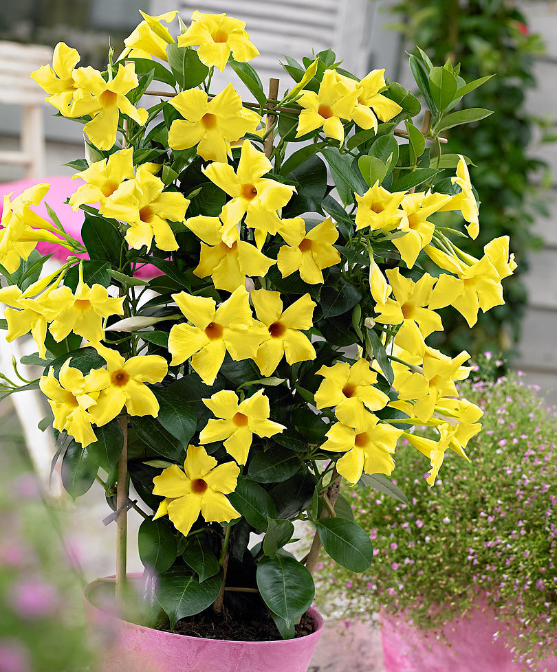 Mandevilla gialla