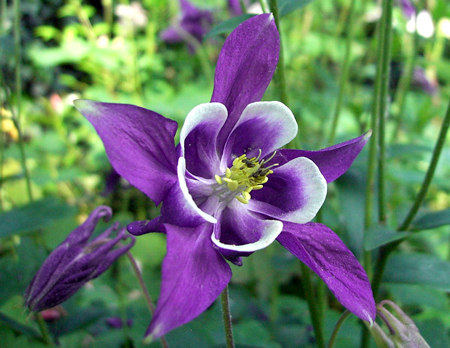 aquilegia