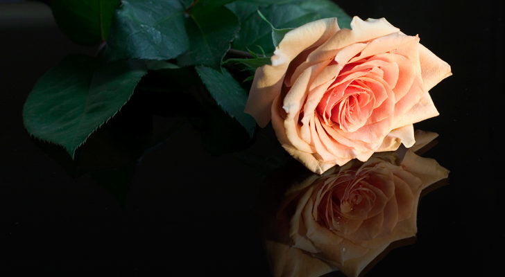 talea-di-rosa