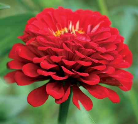 zinnia