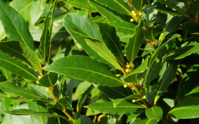 Alloro