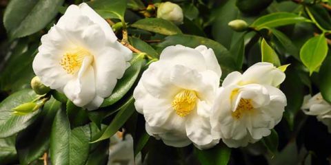 camelia