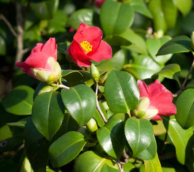 camelia in fiore 