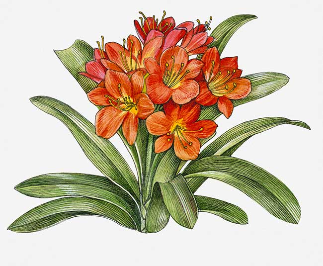 clivia fiore