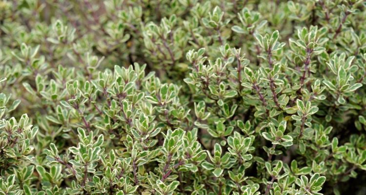 Thymus vulgaris coltivazione