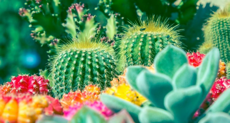 cactus