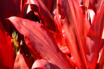 cordyline