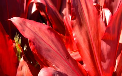 cordyline