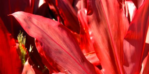 cordyline