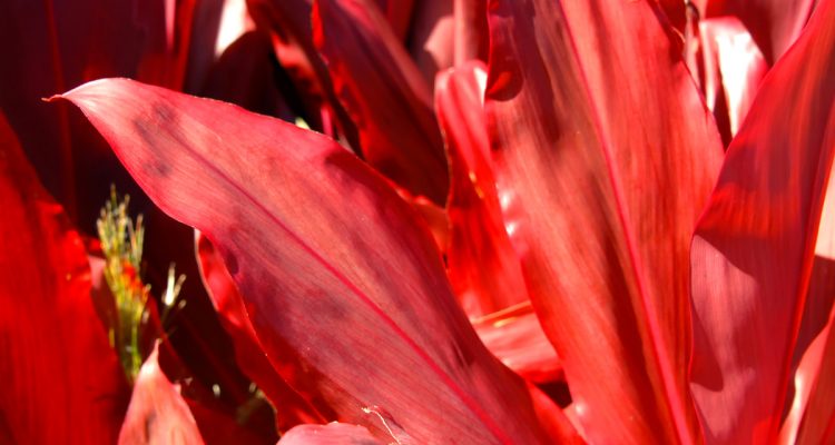 cordyline