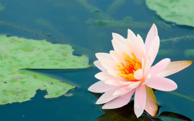 fiore di loto
