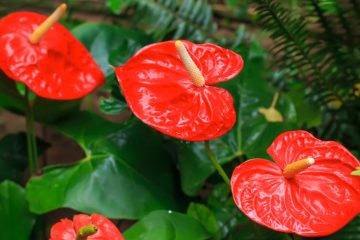 Anthurium