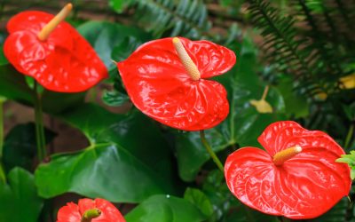 Anthurium