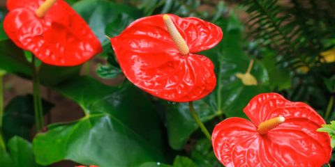 Anthurium