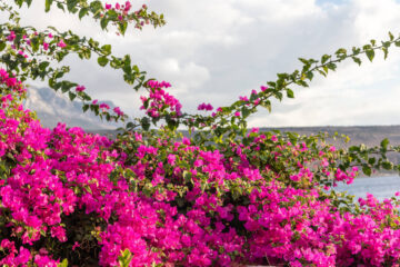 Bouganville