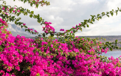 Bouganville