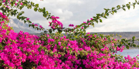 Bouganville