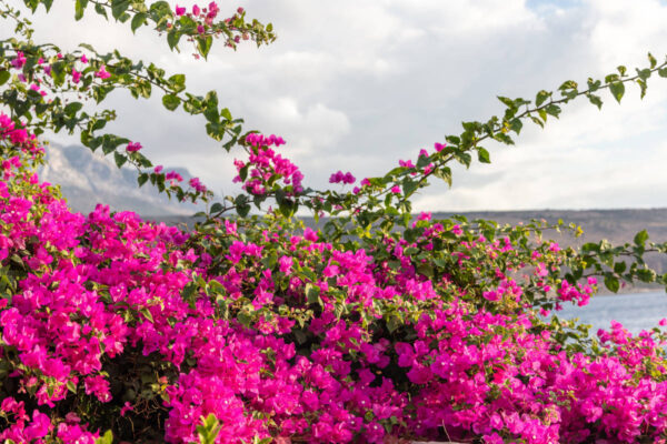 Bouganville