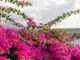 Bouganville