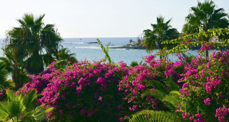 bouganville