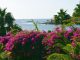 bouganville