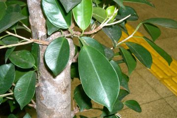 ficus