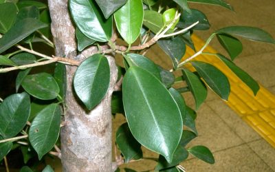 ficus