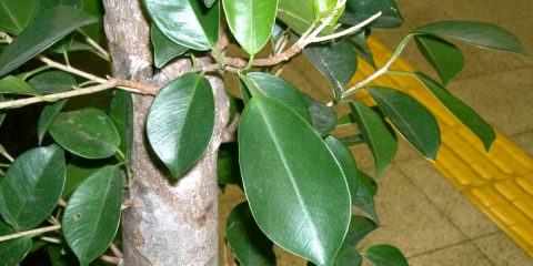 ficus