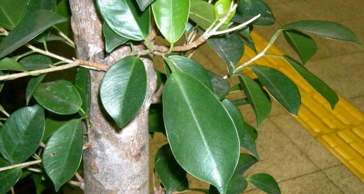 ficus