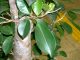 ficus