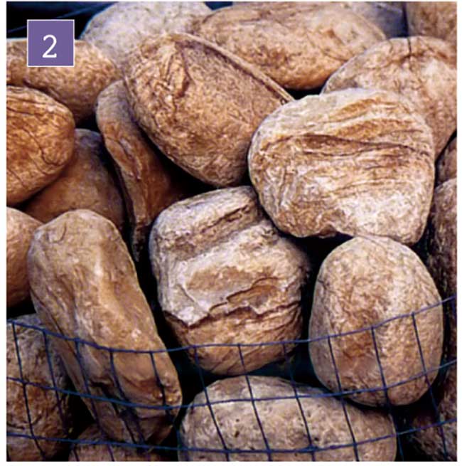 Piante Per Giardino Roccioso - Trentino Garden