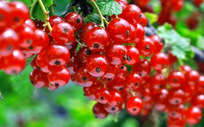 ribes